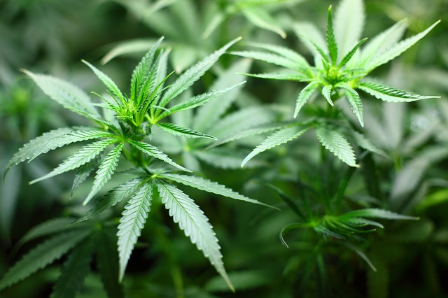 Das Bundesverwaltungsgericht (BVerwG) hat in einer Einzelfallentscheidung den Eigenanbau von Cannabis erlaubt